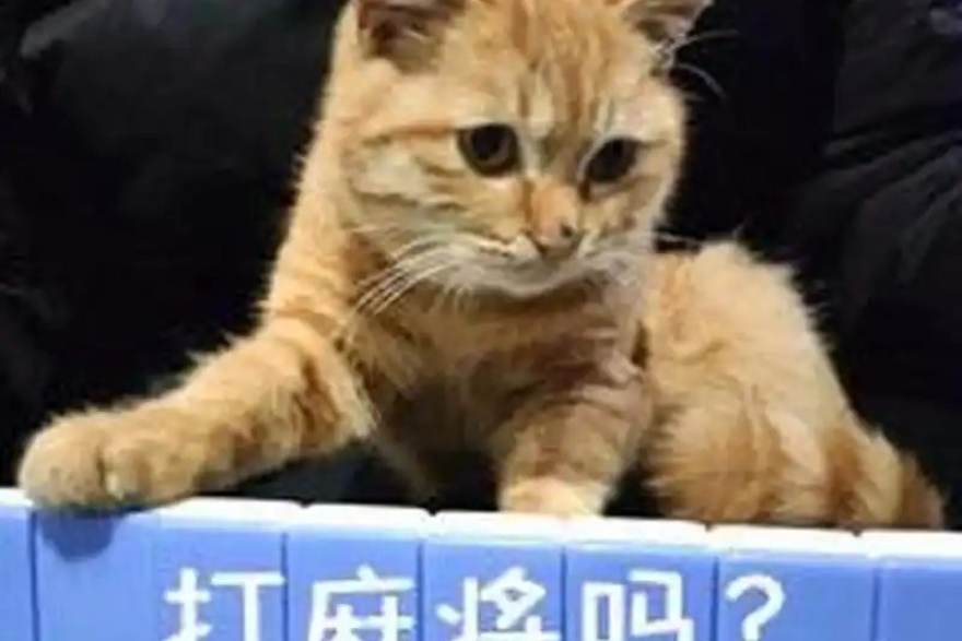 越位规则完全指南：从划线判定到半自动技术的判罚逻辑